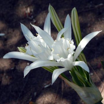 Pancratium maritimum - Azucena de mar