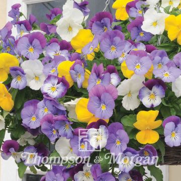 Viola Plentifall Mixed Hybride F1 - Violeta