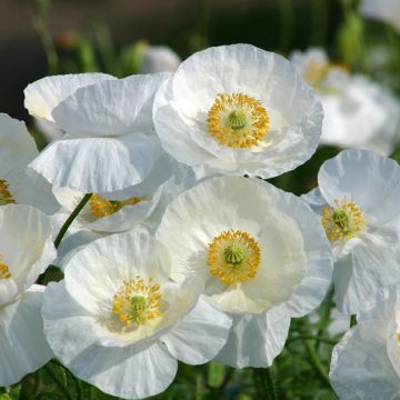 Amapola común Bridal Silk - Papaver rhoeas