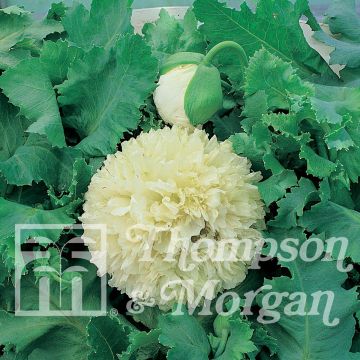 Adormidera Applegreen - Papaver somniferum