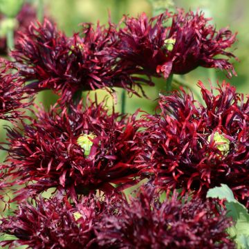 Adormidera Black Swan - Papaver somniferum