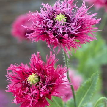 Adormidera Rose Feathers - Papaver somniferum
