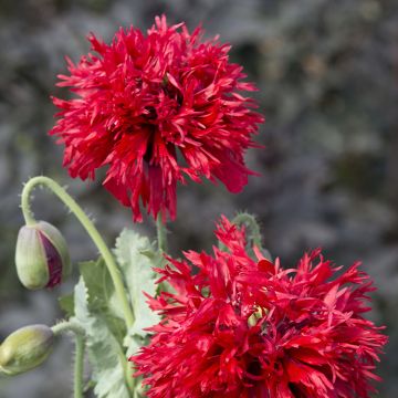 Adormidera Crimson Feathers - Papaver somniferum