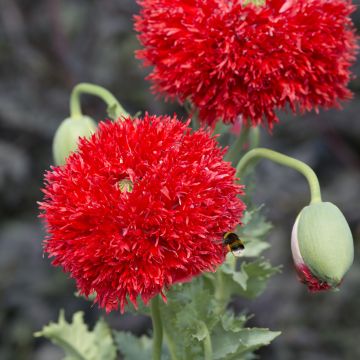 Adormidera Scarlet - Papaver somniferum