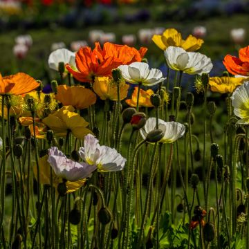 Amapola de Islandia Artist’s Glory - Papaver nudicaule