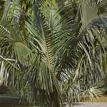 Parajubaea torallyi - Palmera pasopaya