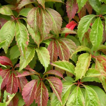 Parthenocissus quinquefolia Engelmannii - Parra virgen