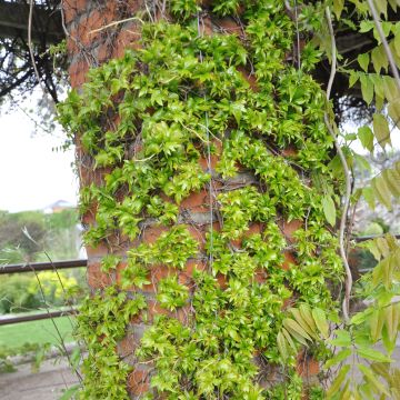 Parthenocissus tricuspidata Lowii - Parra virgen