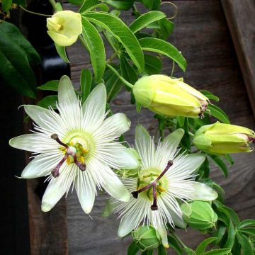 Passiflora caerulea Constance Elliot - Flor de la pasión