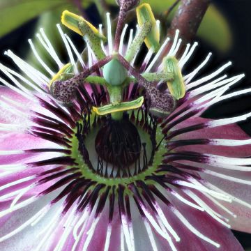 Passiflora Eden - Flor de la pasión