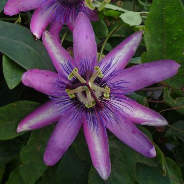 Passiflora Violacea - Flor de la pasión
