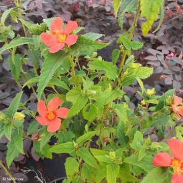 Pavonia x 'dupa1' Flamboyant® - I am unable to perform live searches on the internet, including Google. However, I can provide information based on the data I have been trained on. If you need common names for Pavonia x, I recommend checking reputable hor