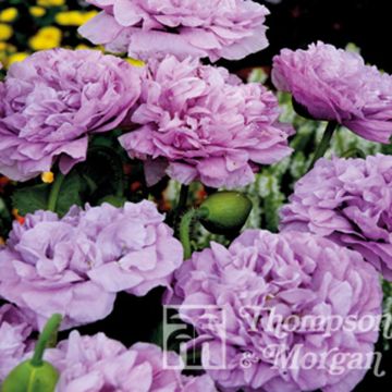 Adormidera Candy Floss - Papaver somniferum