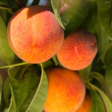 Melocotonero Madeleine de Courson