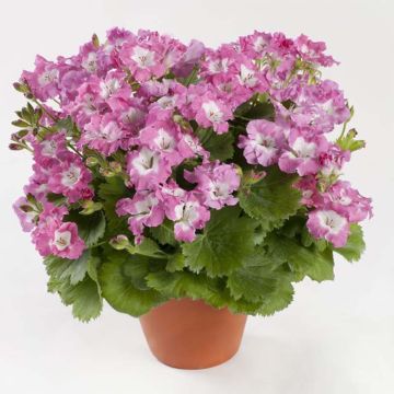 Geranio Bermuda Pink- Pelargonium