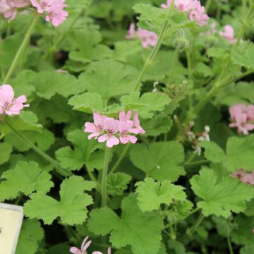 Geranio capitatum Attar of Roses - Pelargonium *