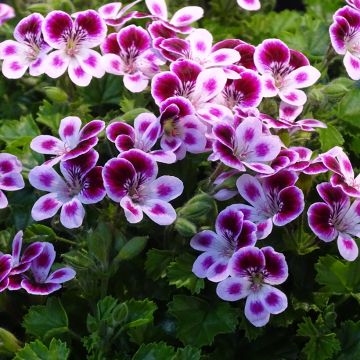 Geranio Mosquitaway Nova- Pelargonium