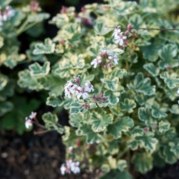 Pelargonium fragrans Variegatum - Geranio de olor