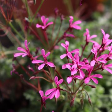 Geranio ionidiflorum- Pelargonium