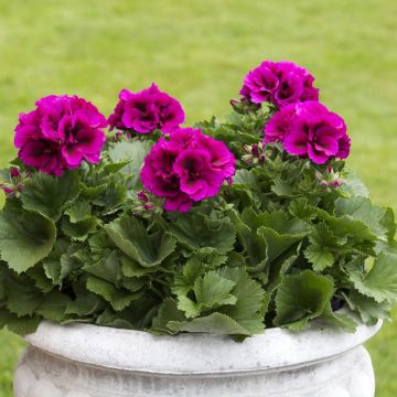 Geranio Burghi- Pelargonium