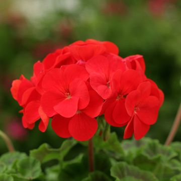 Geranio F2 Scarlet- Pelargonium