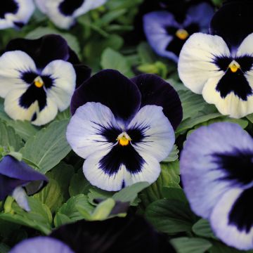 Viola hybrida Alpha F1 Moonlight - Violeta hibrida