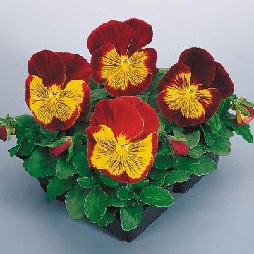 Viola Cats Red & Gold - Violeta