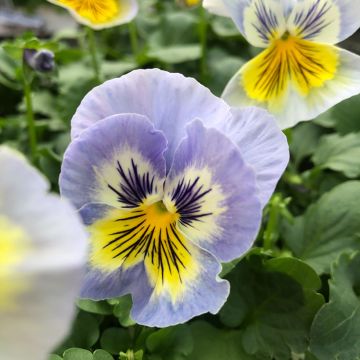 Viola Felix Jeans - Violeta
