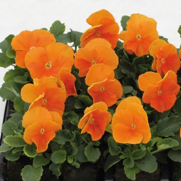 Viola hybrida Matrix F1 Orange Deep - Violeta hibrida
