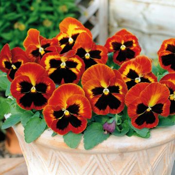 Viola hybrida Matrix F1 Solar Flare - Violeta hibrida