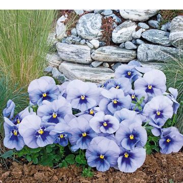 Viola inspire Metallic Blue Blotch - Violeta