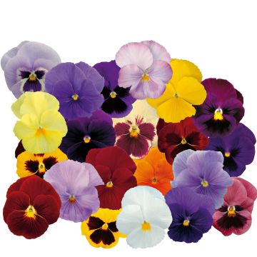 Viola F1 Suprême Mix - Violeta