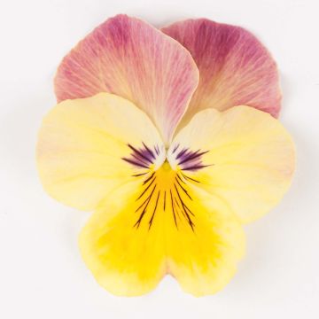 Viola Cool Wave Pink Yellow Bicolore - Violeta