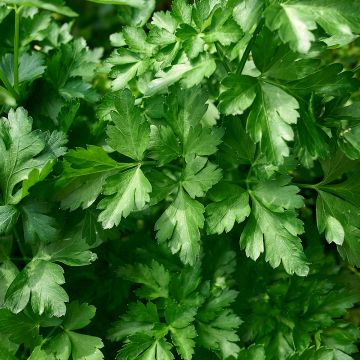 Perejil - Petroselinum crispum