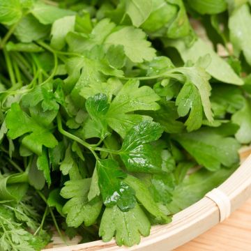 Perejil géant d'Italie (plantas)