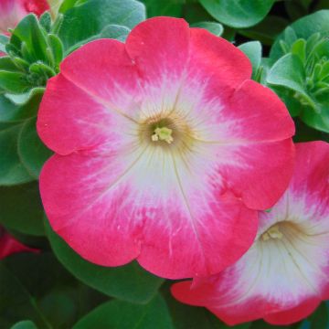 Petunia Coral Morn - Surfinia