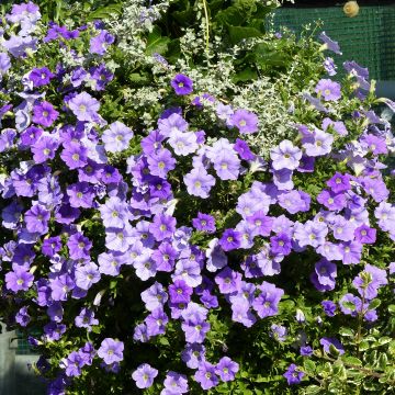 Petunia Sky Blue - Surfinia