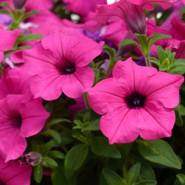 Petunia Sumo Rose - Surfinia