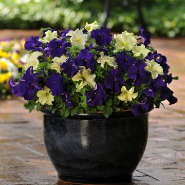 Petunia Blueberry Lime