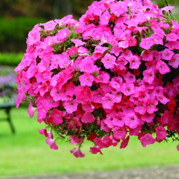 Petunia Coral Reef