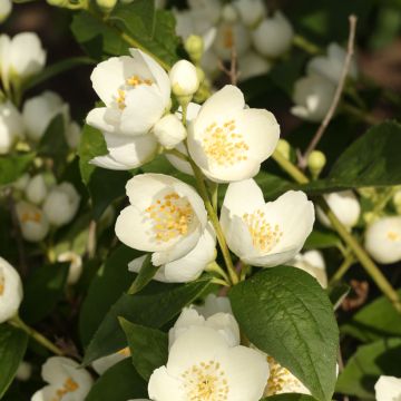Philadelphus coronarius Godzisz - Celinda