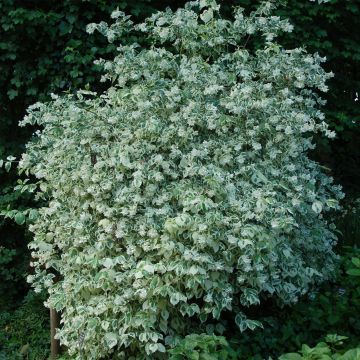 Philadelphus coronarius Variegatus - Celinda