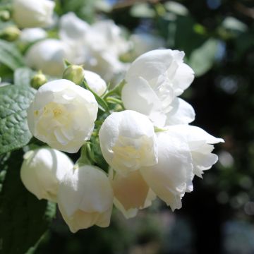 Philadelphus virginalis Albâtre - Celinda