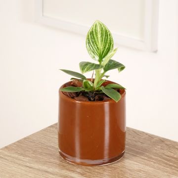 Philodendron Birkin Ribbon - Filodendro
