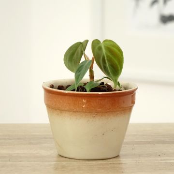 Philodendron El Choco Red - Filodendro