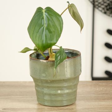 Philodendron McDowell - Filodendro