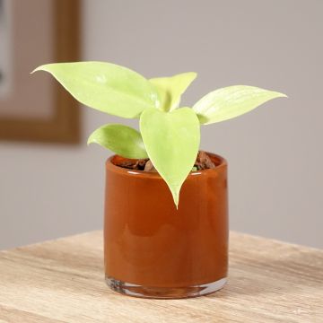 Philodendron Golden Violin - Filodendro