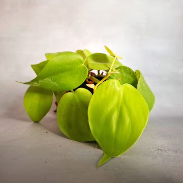 Philodendron Neon