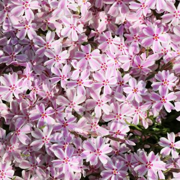 Phlox subulata Drumm - Flox musgoso