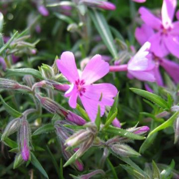 Phlox subulata Moerheimii - Flox musgoso